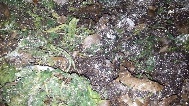 Ферментированная огуречная ботва червячкам не подошла.