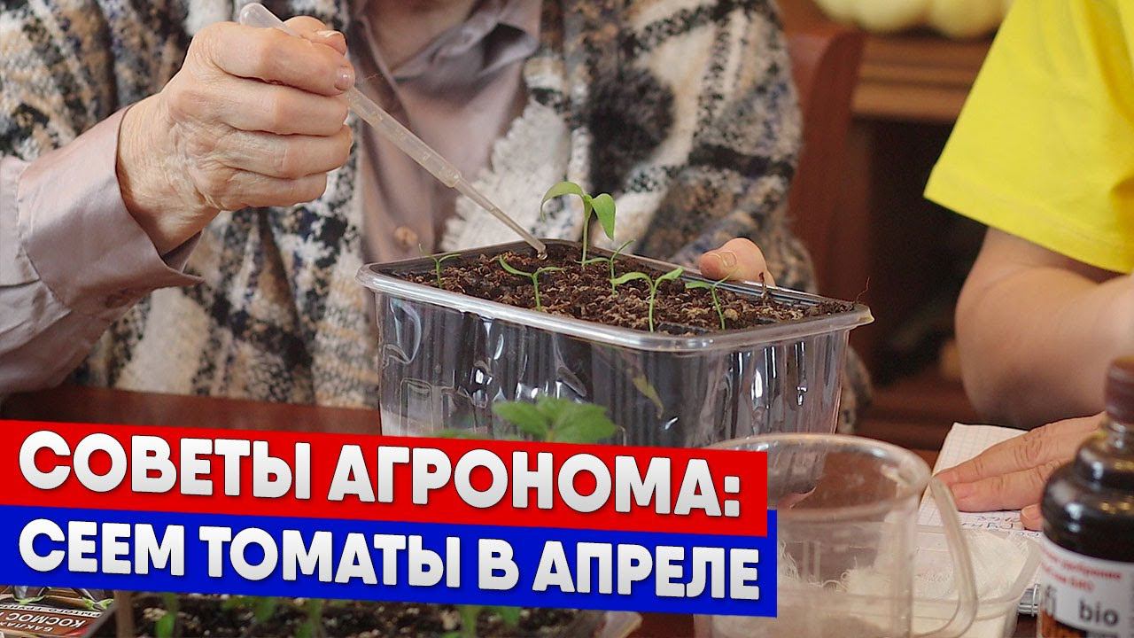 Советы агронома - сеем томаты в апреле