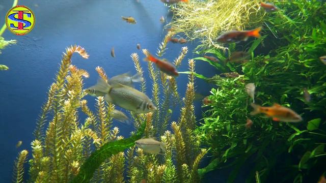 beautiful Fishes ||Relaxing Ocean Fish, & Stunning Aquarium Relax Music смотреть онлайн