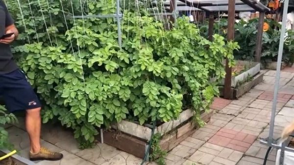 В гостях В ОГОРОДЕ ПРО открытый грунт и теплицы в сентябре