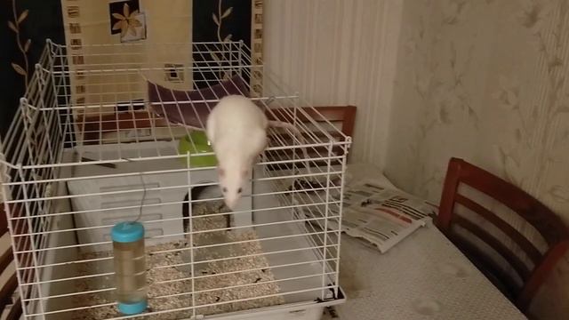 На самый верх забрался (Танкуоль) смотреть онлайн