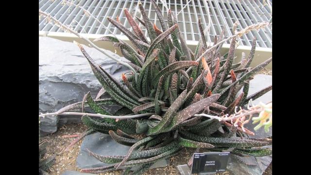 The Plant Traveller: Gasteria Tour My Plants And Gardens