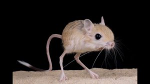 звук тушканчика, sound coney, ध्वनि ख़रगोश, 聲音康尼, 音コニー, Sound Coney, coney son