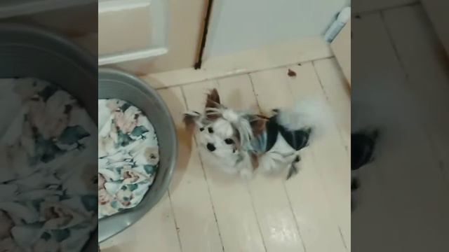 Питомник"Stella Dell Mare" бивер Йорк вязка.Одесса. смотреть онлайн