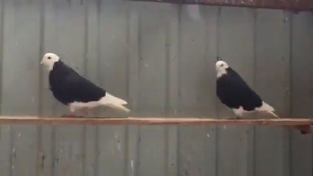 Пермские белоголовые Колычева А. смотреть онлайн