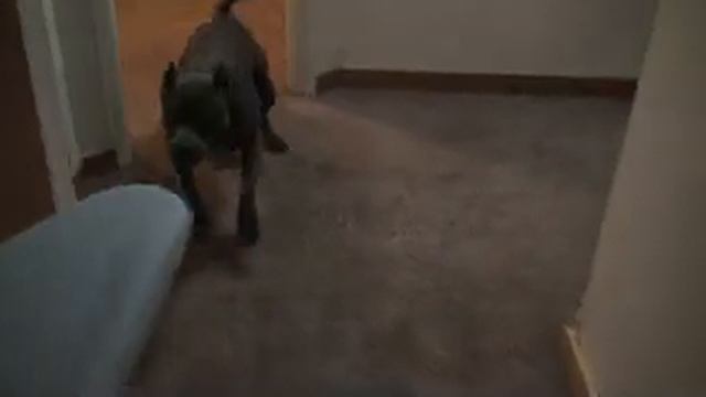 Pitbull kills attacks kid iron смотреть онлайн