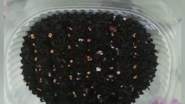 Интересный способ посева семян баклажан на рассаду смотреть онлайн