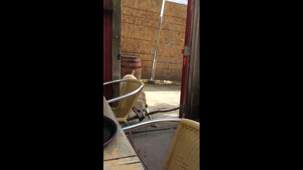 Пёс против палки смотреть онлайн