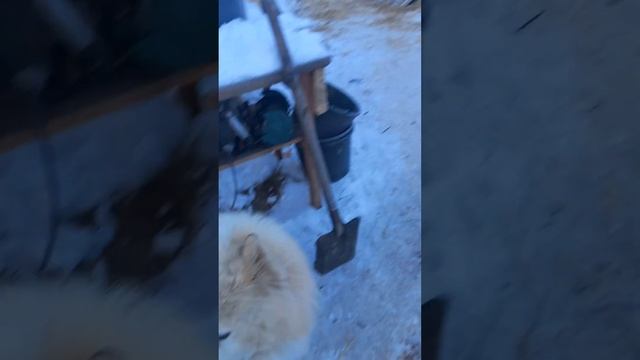 Как собаки ладят на передержке. смотреть онлайн