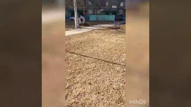 Прогулка с чихуахуа без поводка! #чихуахуа#прогулка смотреть онлайн