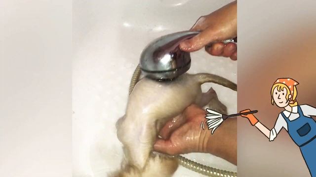 Kitten’s bath Котенок купается в первый раз The first bath Gatinho toma banho pela primeira vez смотреть онлайн