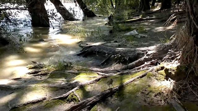 рыбалка на реке видео кормим рыбок и птичек смотреть онлайн