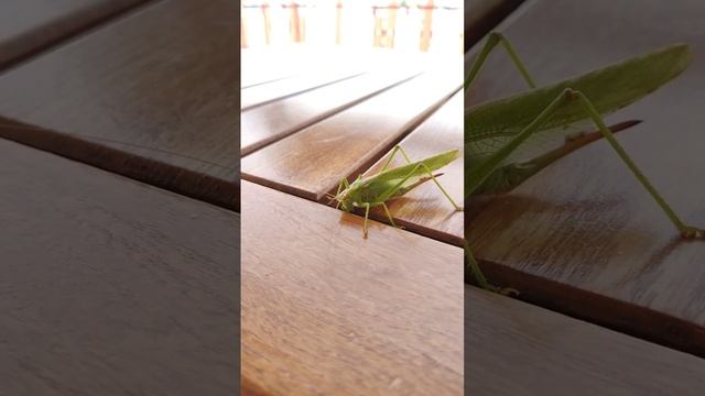 Lacusta la orizont. смотреть онлайн