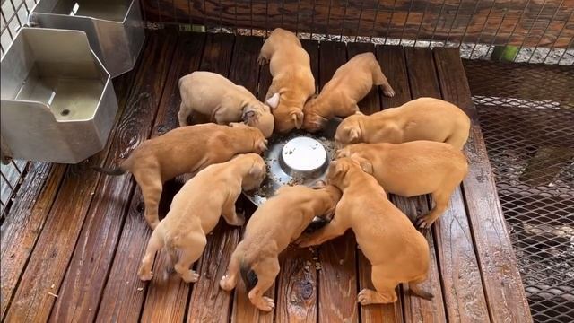 2 litters sired by Frankie-Bomp (Miss Bull & Rosebud) @ 5 & 1/2 weeks смотреть онлайн