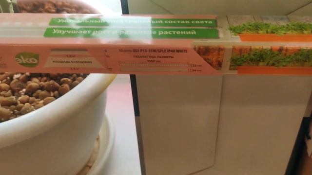 Урожай томатов на окне. Арбуз на подоконнике зимой.Светодиодный светильник для растений Uniel смотреть онлайн