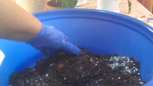 Пересадка диффенбахии. Подготовка грунта. смотреть онлайн