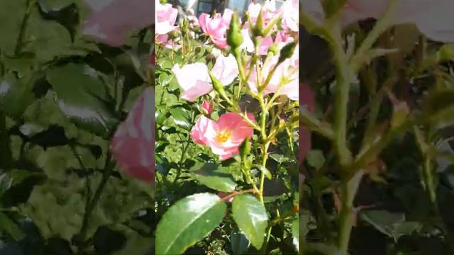 РОЗА FORTUNA🌸🌸🌸 (ФОРТУНА) В ЖАРУ🌞 В ПОДМОСКОВЬЕ 😍💚🌹🌹🌹. смотреть онлайн