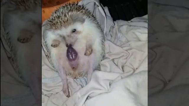 the process of birth of mother Porcupine - animal video смотреть онлайн