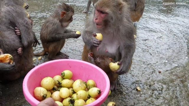 Syzygium jambos rose apple for monkey | feeding rose apple to the hungry monkey in rain|monkey frui смотреть онлайн