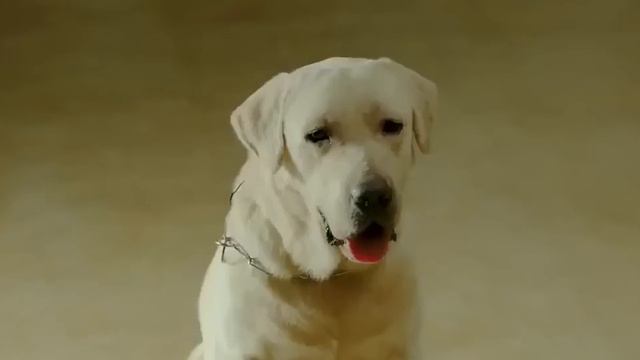 Jai Ho 2014 Hindi Full Movie With English Subtitle