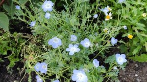 СКАЗОЧНАЯ КРАСОТКА. НЕМОФИЛА. НЕЖНЫЙ И ОЧАРОВАТЕЛЬНЫЙ ОДНОЛЕТНИК. 08.08.23г.