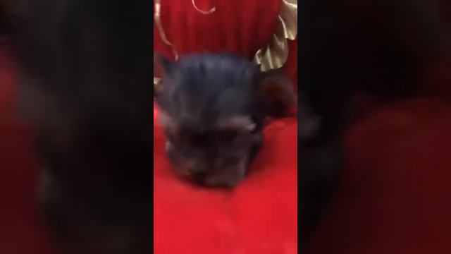 йоркширский терьер щенок купить продажа йорк москва питомник смотреть онлайн