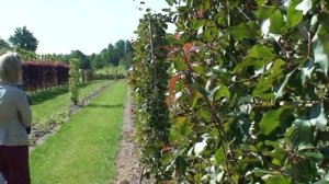 Плодовые деревья на шпалерах (яблоня)