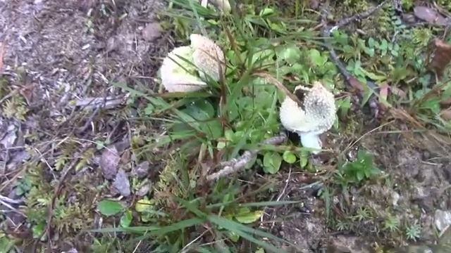 La Vesce De Loup Perlée, Un Médicinal Méconnu - Common puffball, Unrecognized Medicinal Mushroom смотреть онлайн