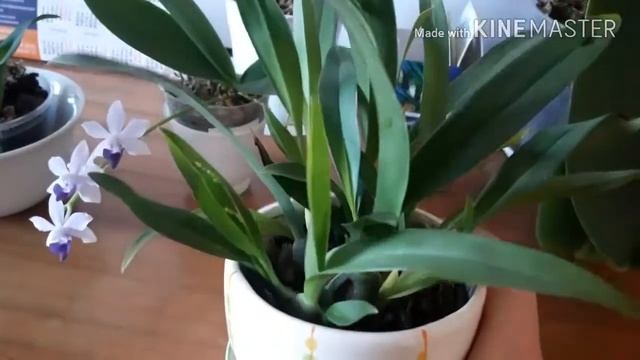 Орхидея онцидиум твинкль Oncidium Twinkle - легкая орхидея ) смотреть онлайн