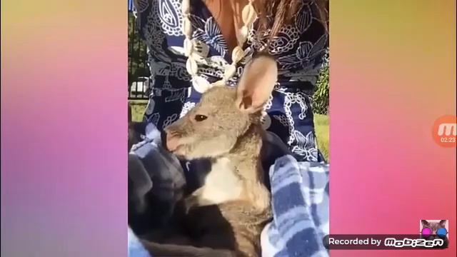 Самые милые животные смотреть онлайн