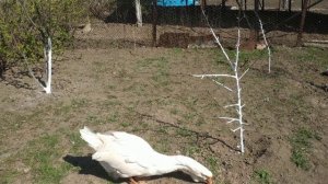 Гусята на выпасе. Объединил всех гусят