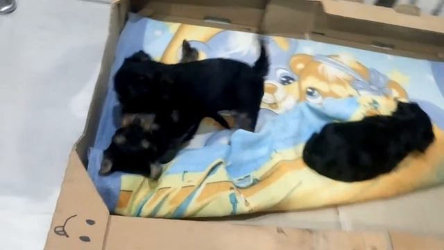 Малыши Йорки играются). 1 месяц и 3 дня.