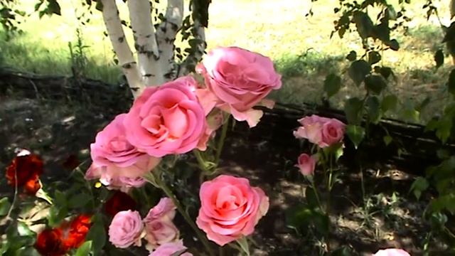 ФУТАЖ РОЗЫ И БЕРЁЗЫ .ФУТАЖИ И ФОНЫ ДЛЯ ВИДЕОМОНТАЖА.футажи для видеомонтажа hd смотреть онлайн