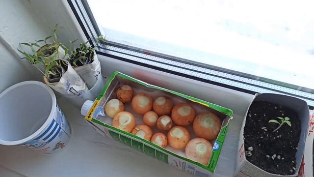 Деревенский ВЛОГ? экономное меню? Скумбрия под шубкой? смотреть онлайн