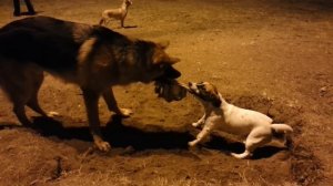 джек рассел терьер против