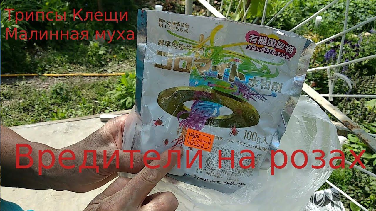 Розы. Борьба с вредителями. Трипсы, клещи и малинная муха - любительница роз. смотреть онлайн