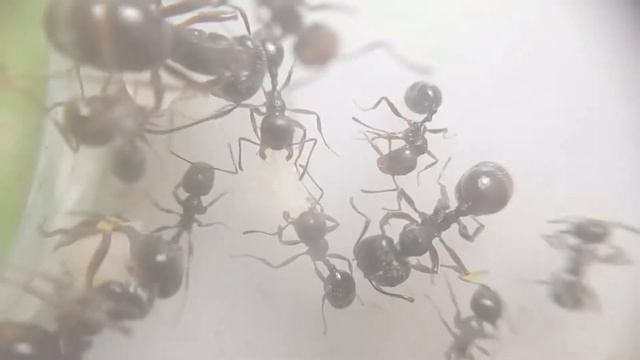 Messor structor кушает арахис смотреть онлайн