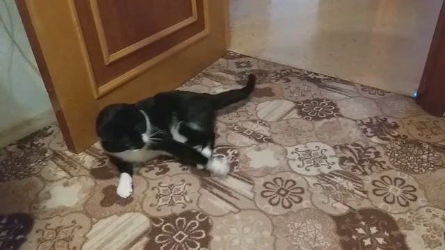 Люблю играть и отдыхать. Мяу-у-у!!! смотреть онлайн