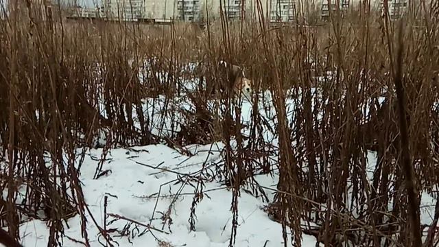 Груша 6 смотреть онлайн
