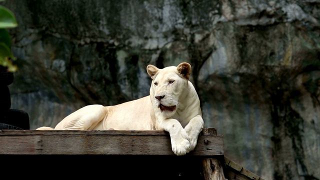 White Lion | اسد ابيض | WildLife Short Documentary смотреть онлайн