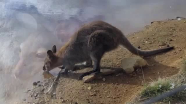 The Animals Voice Presents: Kangaroos & Wallabies смотреть онлайн