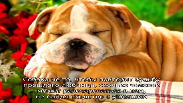 Крутые имена и клички для собак смотреть онлайн