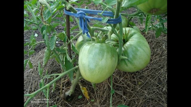 ТОМАТ РОЗОВЫЙ МЕД -ОДИН ИЗ САМЫХ УРОЖАЙНЫХ КРУПНОПЛОДОВ смотреть онлайн