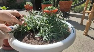 Как вырастить гигантский цветущий шар. Алиссум Сноу принцесс высадила на пмж. Делаю прищипку .