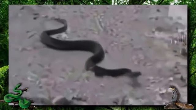 Wild Animals Fighting & Attacks Videos: Anaconda, King Cobra, Python смотреть онлайн