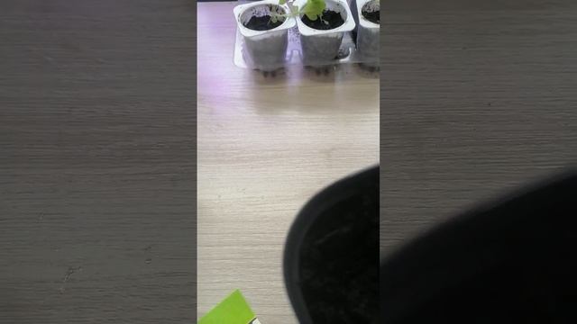 Через сколько дней всходит баклажан Черный красавец от Семена Алтая?? смотреть онлайн