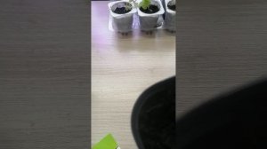 Через сколько дней всходит баклажан Черный красавец от Семена Алтая??