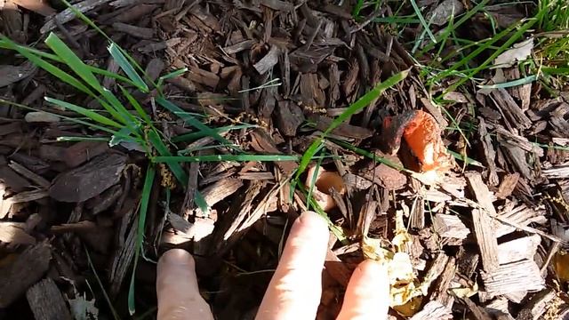 Dog Stinkhorn / Mutinous elegans - semi finished смотреть онлайн