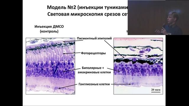 Ротов Александр Юрьевич - Скрининг новых оптофармакологических соединений смотреть онлайн