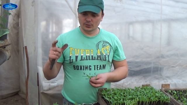 ПИКИРОВКА СЛАДКОГО ПЕРЦА ПО ДВА В СТАКАН. В ЧЁМ ПРЕИМУЩЕСТВО? смотреть онлайн